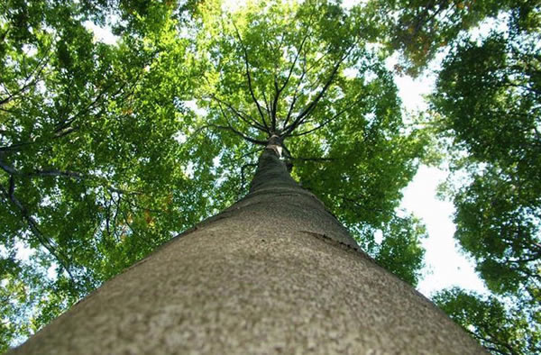 A European beech tree contributes particles that could slow warming.