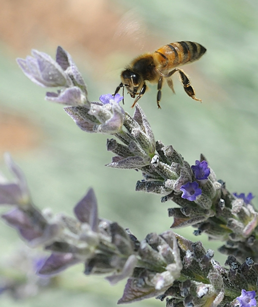 �����еĻ�������ܰ����۷�ⶾ������