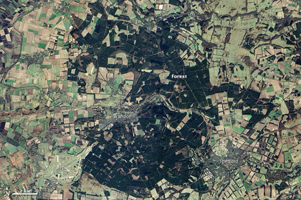 英国最大的低地松林——塞特福德森林