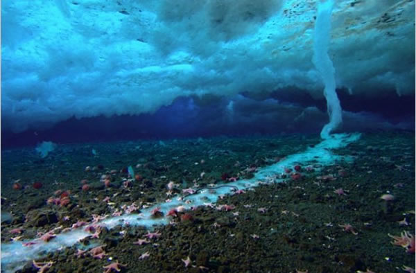 A brinicle grows from the ice sheet above in McMurdo Sound, Antarctica.