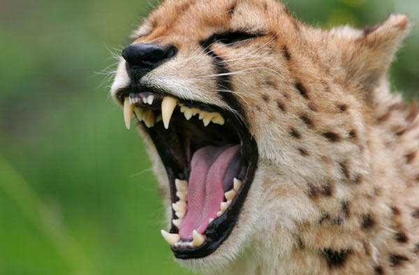 Botswana president Ian Khama was scratched in the face by a caged cheetah.