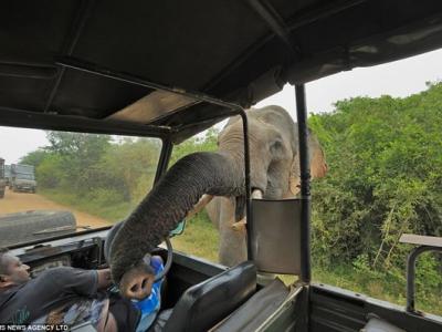 斯里兰卡雅拉国家公园一只专抢游客食物的大象