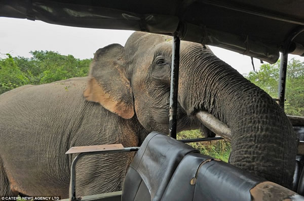 斯里兰卡雅拉国家公园一只专抢游客食物的大象