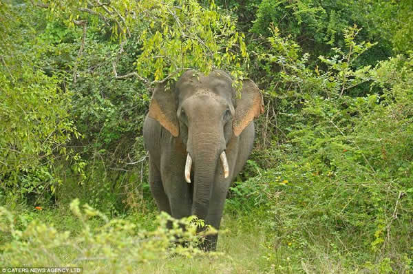 斯里兰卡雅拉国家公园一只专抢游客食物的大象