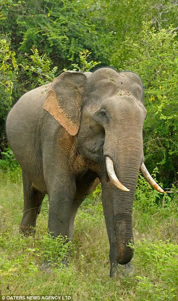 斯里兰卡雅拉国家公园一只专抢游客食物的大象