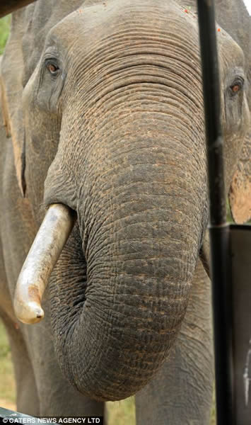 斯里兰卡雅拉国家公园一只专抢游客食物的大象