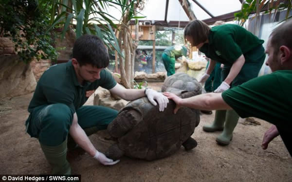 英国布里斯托尔动物园两只巨型陆龟