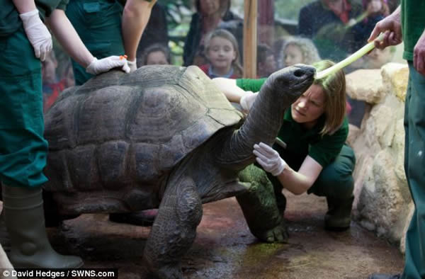 英国布里斯托尔动物园两只巨型陆龟
