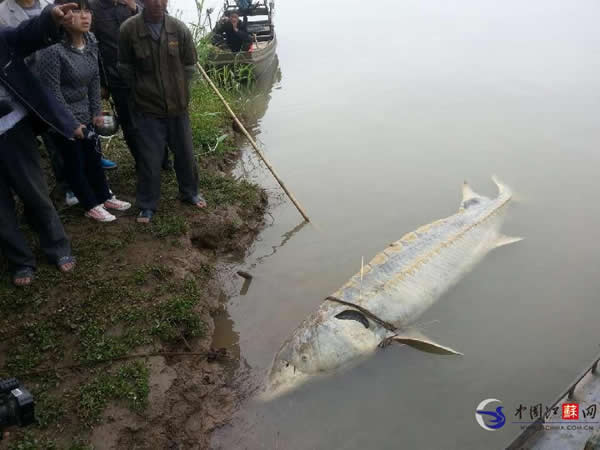 长江江苏泰兴段发现疑似死亡中华鲟