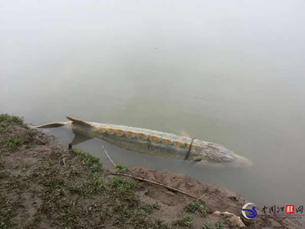 长江江苏泰兴段发现疑似死亡中华鲟