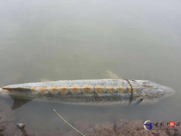 长江江苏泰兴段发现疑似死亡中华鲟