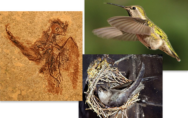蜂鸟和雨燕是分开进化的