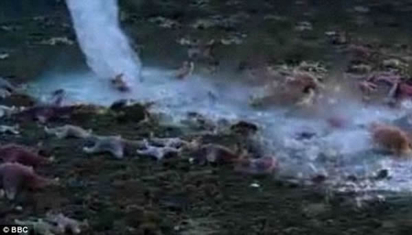 温度较低的盐水在下沉过程中会导致周围海水凝结成冰,形成的所谓的死亡冰柱