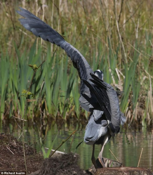 英国德文郡一只巨型苍鹫翅膀受伤无法飞翔在湖边闲逛