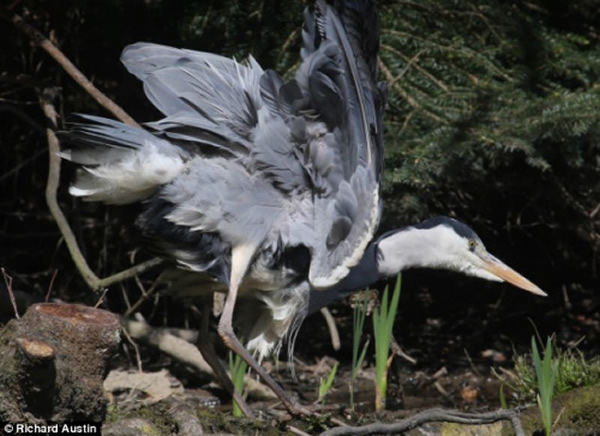 苍鹫挥动翅膀试图飞翔,未能成功。