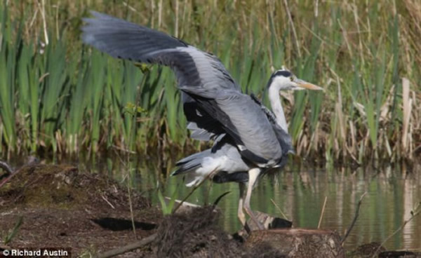 这只苍鹫的翼展约有两米长。