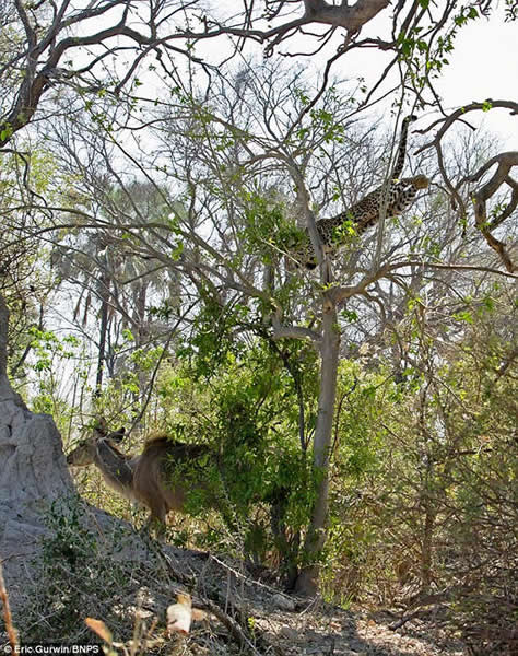 ��������һֻ���ޱ���9�׸����ɴ�������������