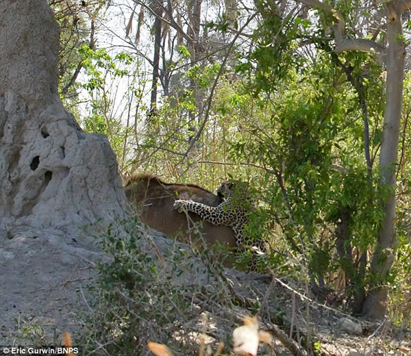 ��������һֻ���ޱ���9�׸����ɴ�������������