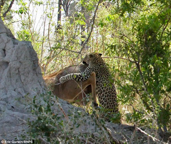 ��������һֻ���ޱ���9�׸����ɴ�������������