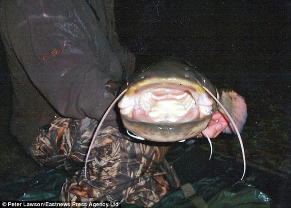 英国一个公园湖泊里钓到23公斤重大鲶鱼