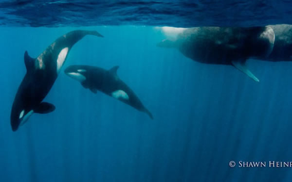 6只逆戟鲸与一群抹香鲸在印度洋爆发“战争”