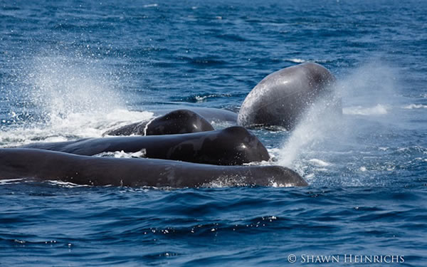 6只逆戟鲸与一群抹香鲸在印度洋爆发“战争”