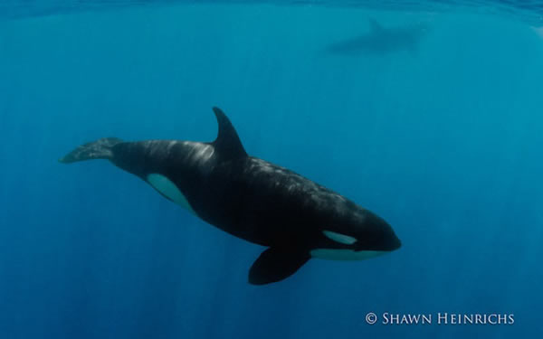 6只逆戟鲸与一群抹香鲸在印度洋爆发“战争”