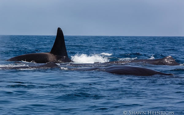 6只逆戟鲸与一群抹香鲸在印度洋爆发“战争”