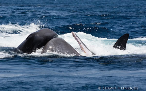 6只逆戟鲸与一群抹香鲸在印度洋爆发“战争”