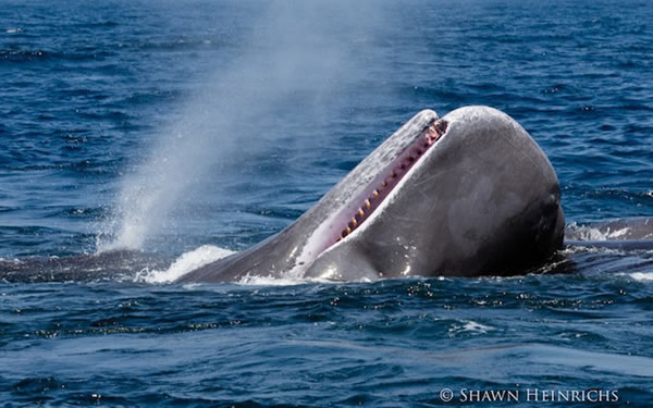 6只逆戟鲸与一群抹香鲸在印度洋爆发“战争”