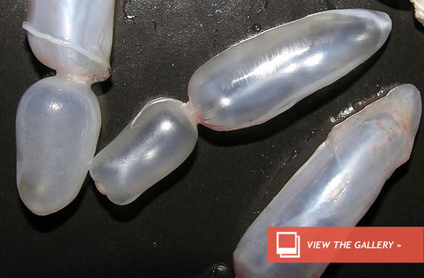 Bandit Busted With $3.6 million in Fish Bladders