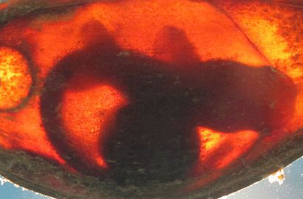 Embryonic bamboo shark in egg case.