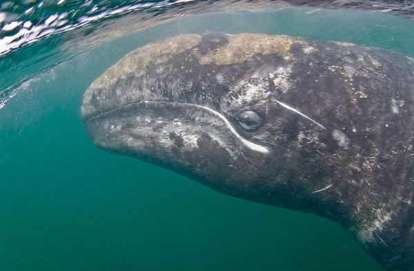 Zombie Worms Drill Whale Bones with Acid