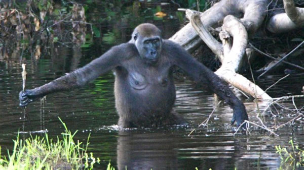 研究人员表示早期人类祖先是“水猿”