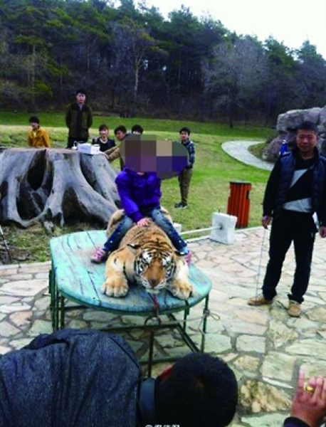 安徽省宿州市东方动物表演团虐待老虎