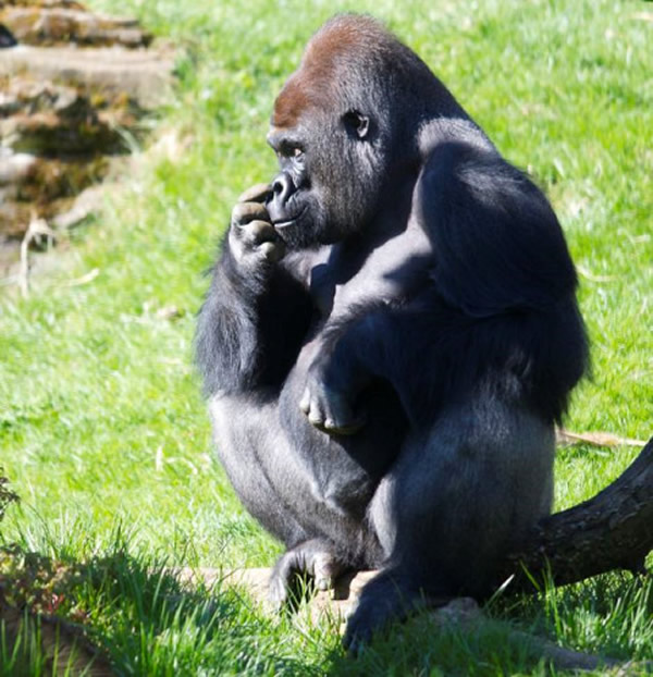 英国动物园大猩猩“抠”鼻子