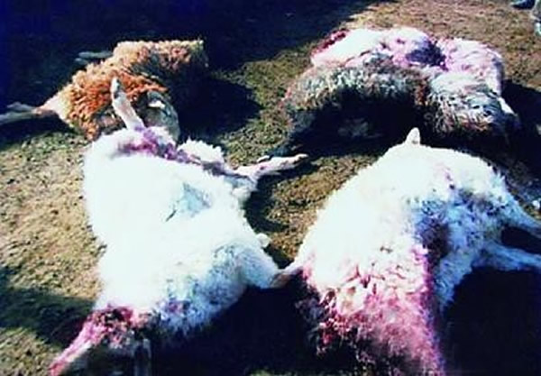 �½�������³�˲�ԭ�����������س����� 2000ţ��ҧ��