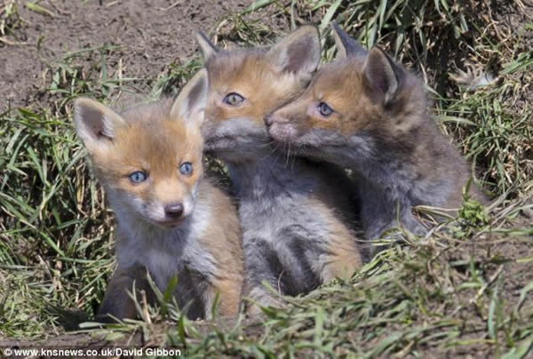 Ӣ��������Ȼ������С���걦������ͷ