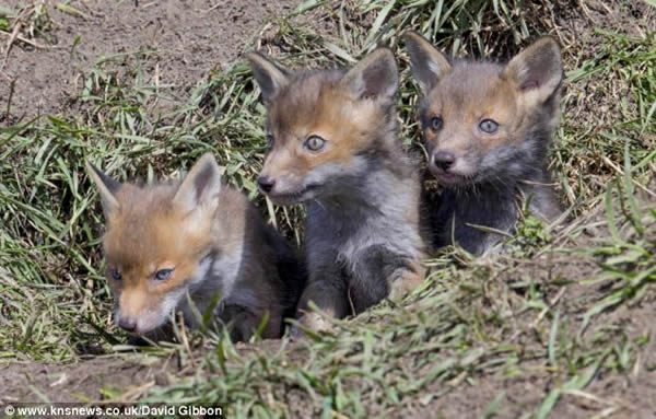 Ӣ��������Ȼ������С���걦������ͷ