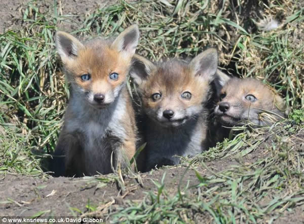 Ӣ��������Ȼ������С���걦������ͷ