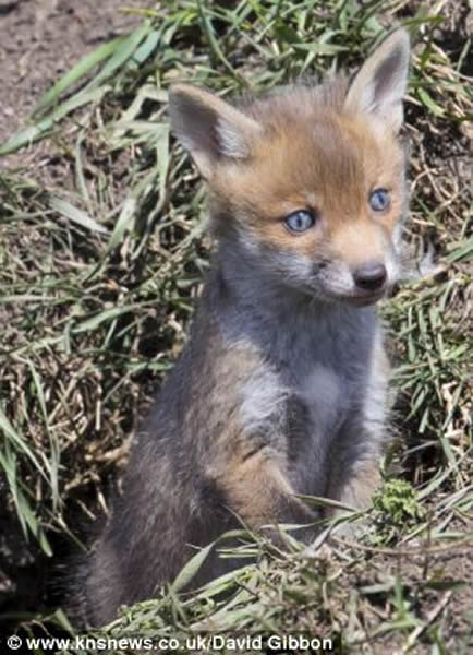 Ӣ��������Ȼ������С���걦������ͷ