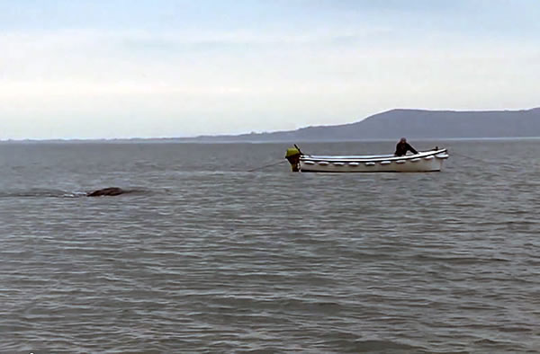 Students capture footage of a large creature in Lough Foyle, Ireland.