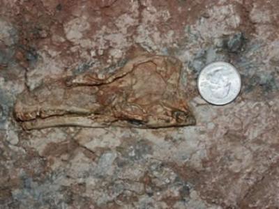 多巴胺神经元的复杂性 - 神秘的地球 科学|自然