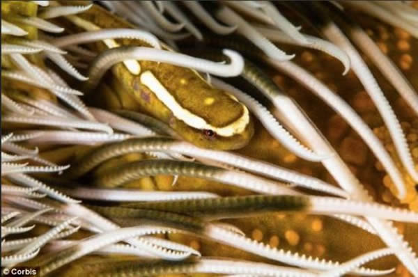 ����С������һ�ֱ������ڱ�����̫ƽ�󺣰�����ˮ�㡣�������̾�����߳�����������230����ճ���������⣬�Ĵ�����Ҳ����������������С���㡣