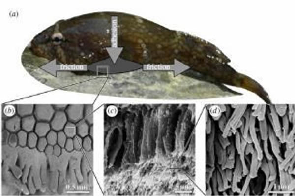 ����С�����΢��ë