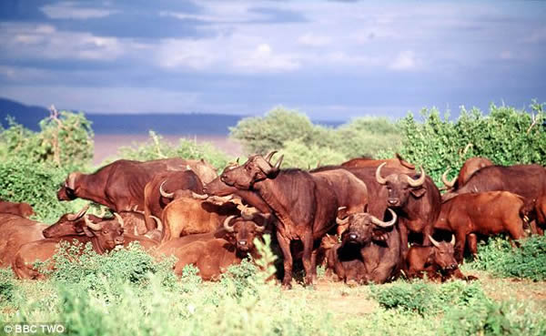 狮子被非洲水牛“群殴”落荒而逃