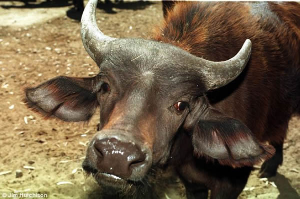 狮子被非洲水牛“群殴”落荒而逃