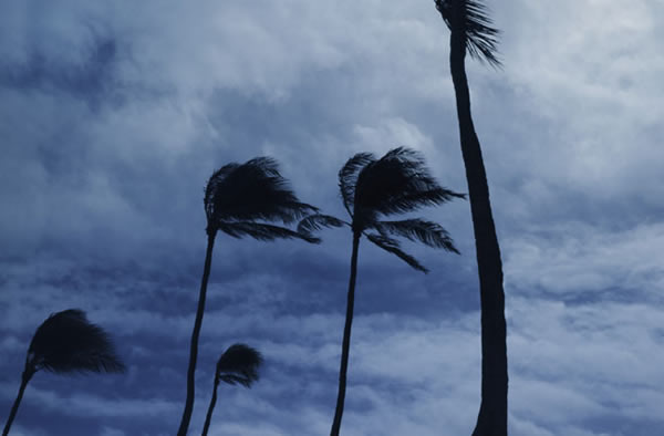 Palm trees in Hawaii during a storm.