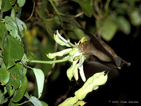 ���γ�����Glossophaga soricina��