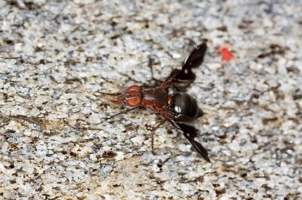 研究人员称,排出精子并且吃掉或许只是这种雌性苍蝇选择孩子父亲的一种方式。